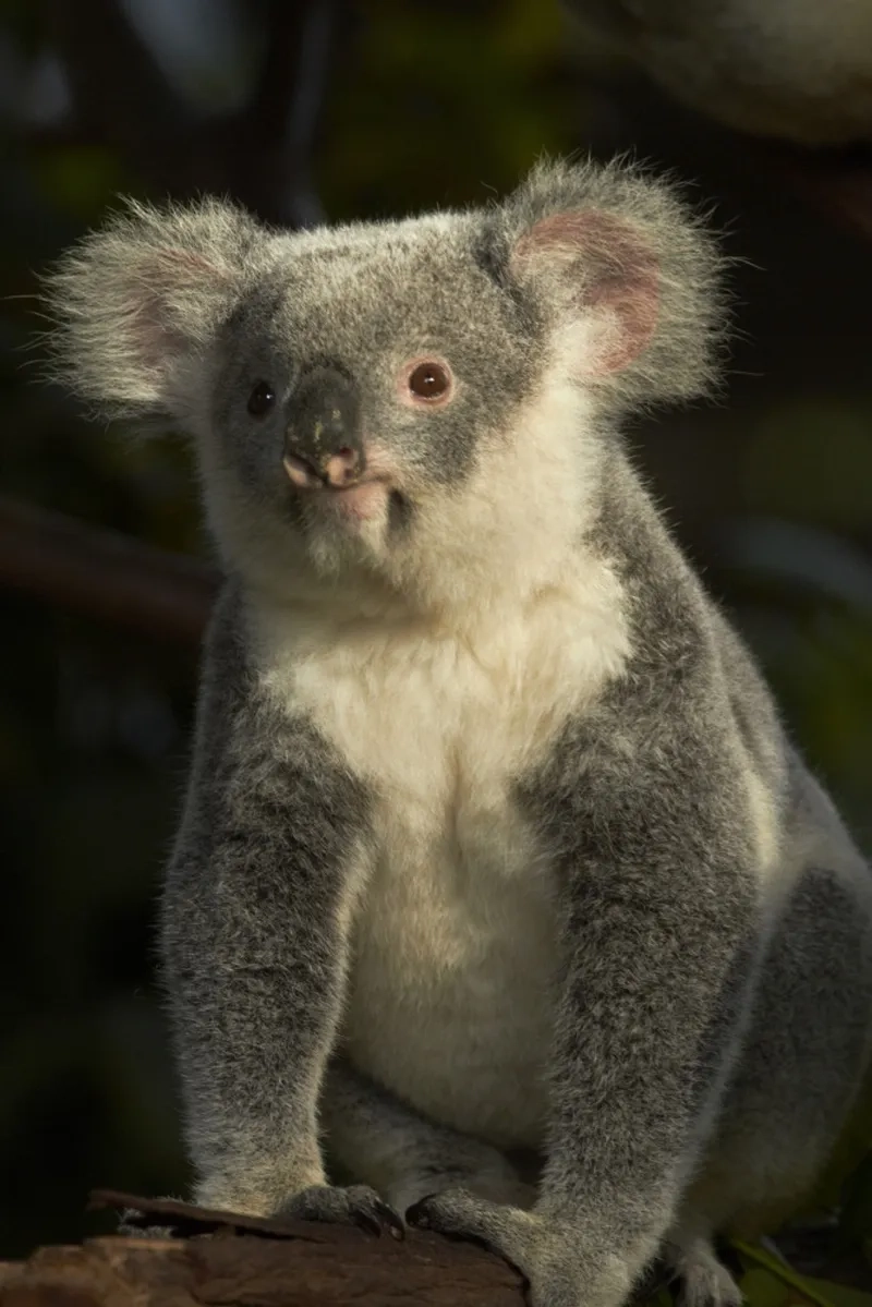 Vẻ ngoài siêu cấp đáng yêu của koala chibi