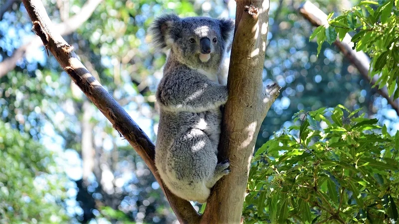 Khám phá tài năng koala swimming hiếm thấy