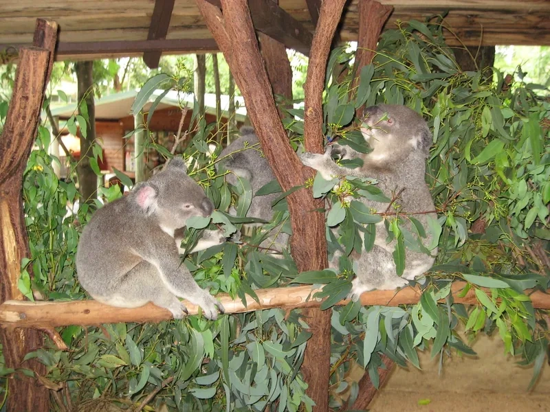 Cùng an ủi chú koala khóc tội nghiệp
