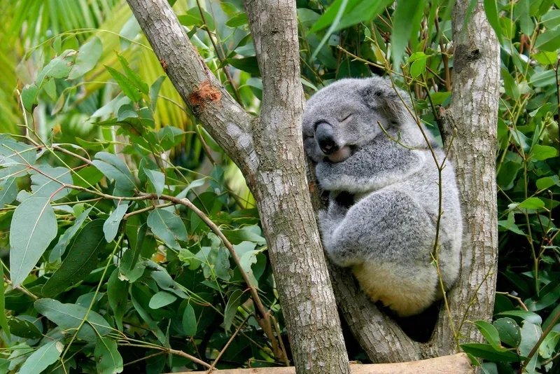 Cùng ngắm gấu koala ôm cây ngủ say sưa