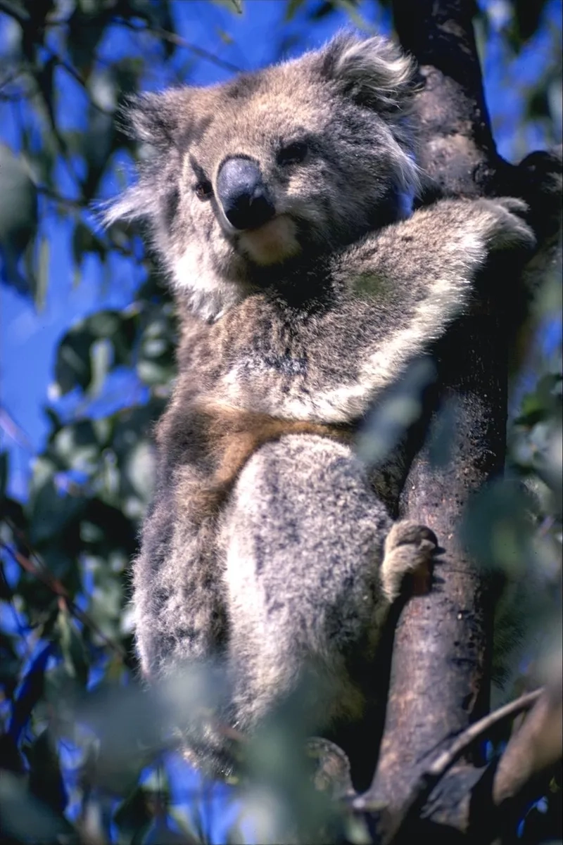 Mối quan hệ giữa koala và kangaroo