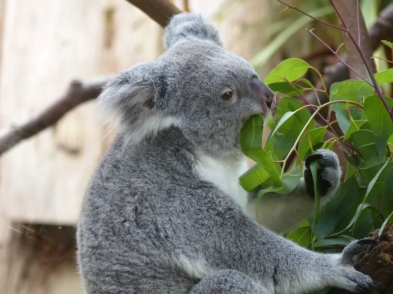 Ôm trọn sự dễ thương của koala con
