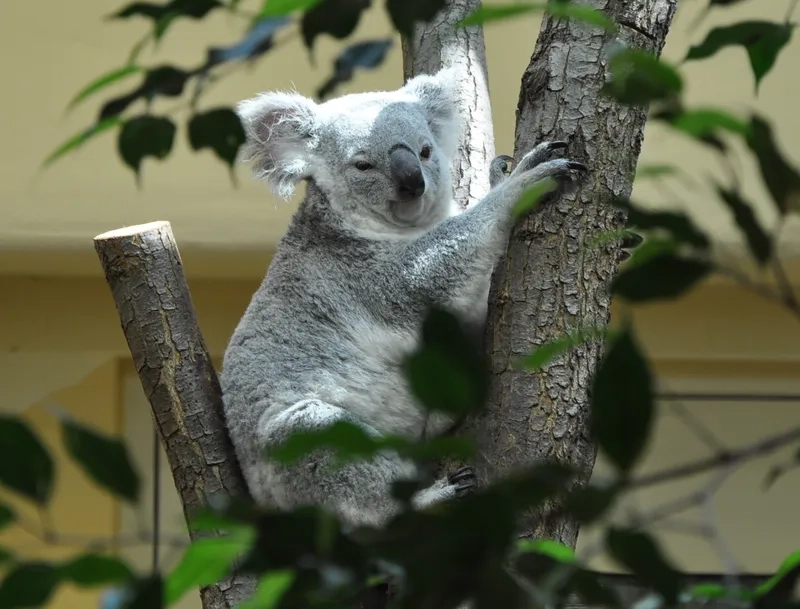 Tìm hiểu món ăn độc đáo koala ăn lá khuynh diệp