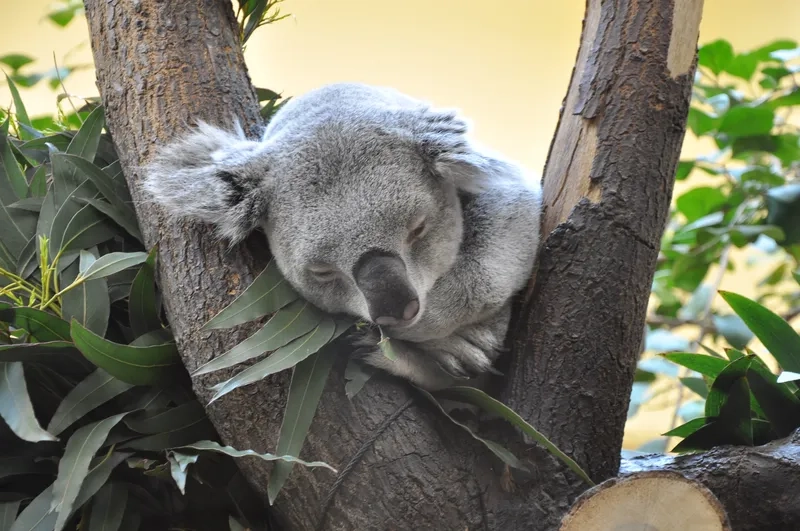 Bí quyết ngủ lâu của koala ngủ