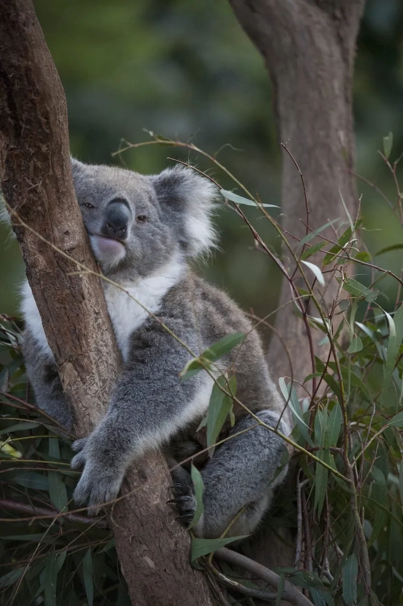 Tải ngay hình nền koala cho điện thoại