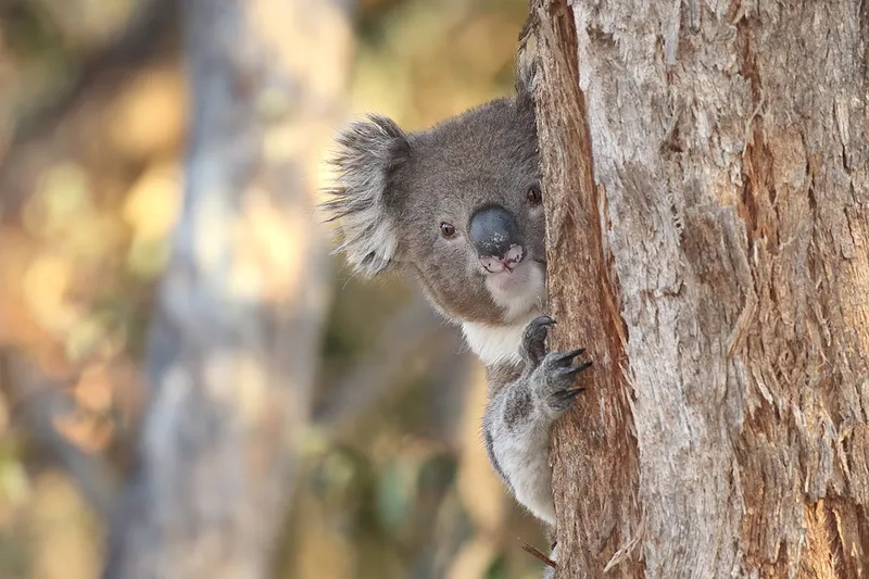 Khoảnh khắc hài hước với meme koala