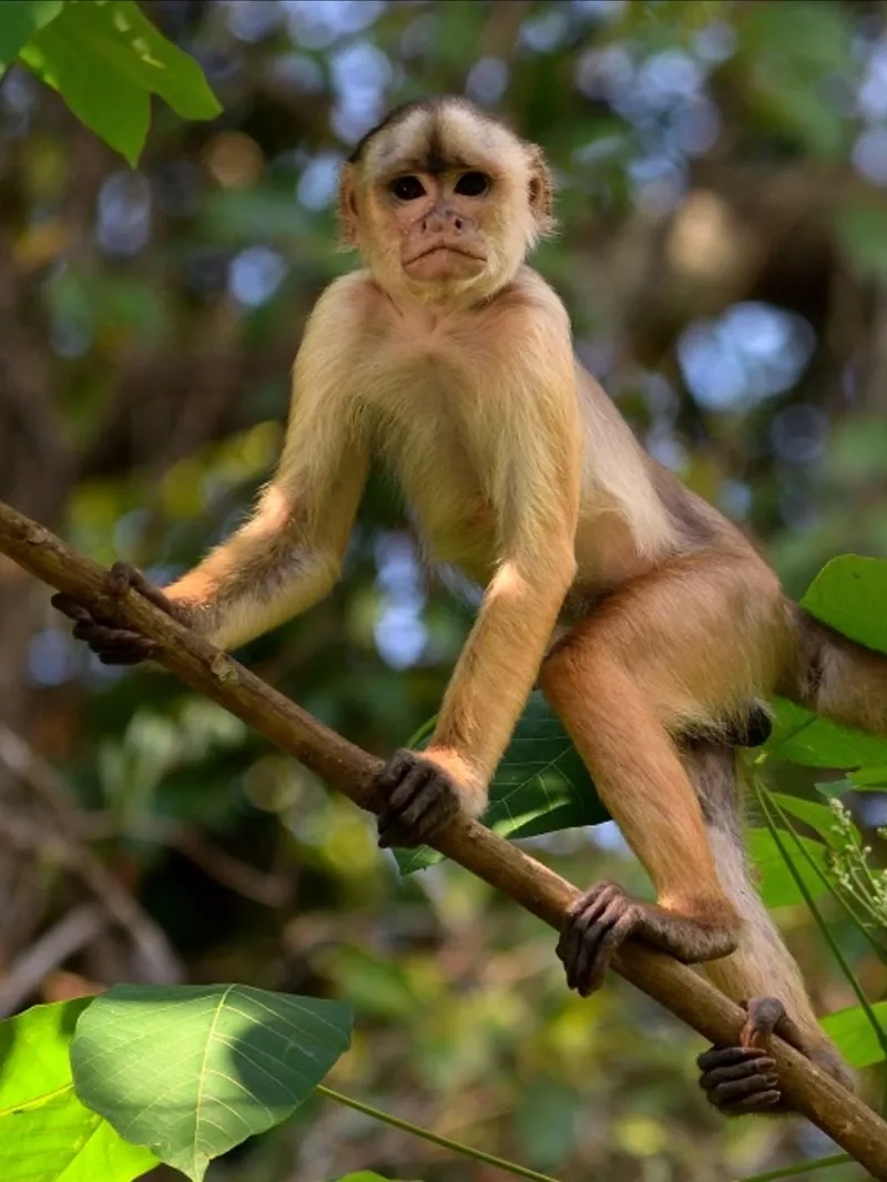Hãy tìm hiểu đôi nét về khỉ con đáng yêu