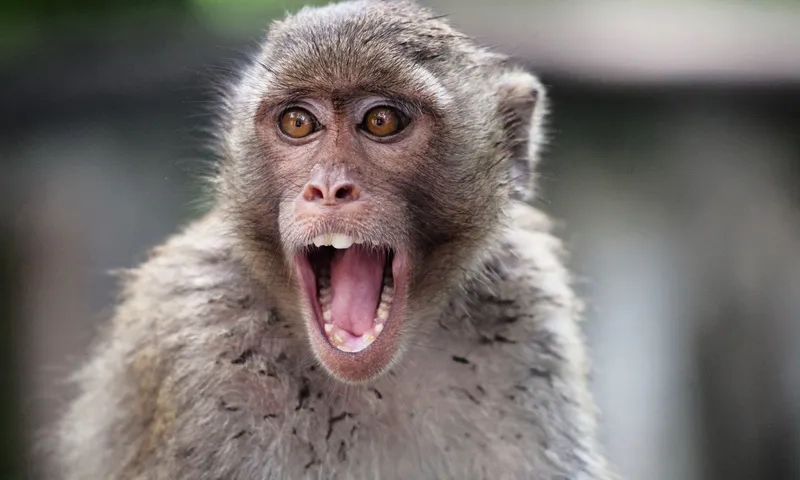 Cười sảng khoái với meme khỉ con