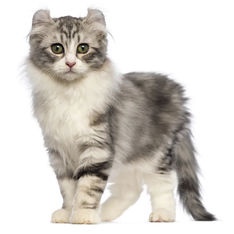 Khám phá vẻ dễ thương của ảnh Mèo American Curl
