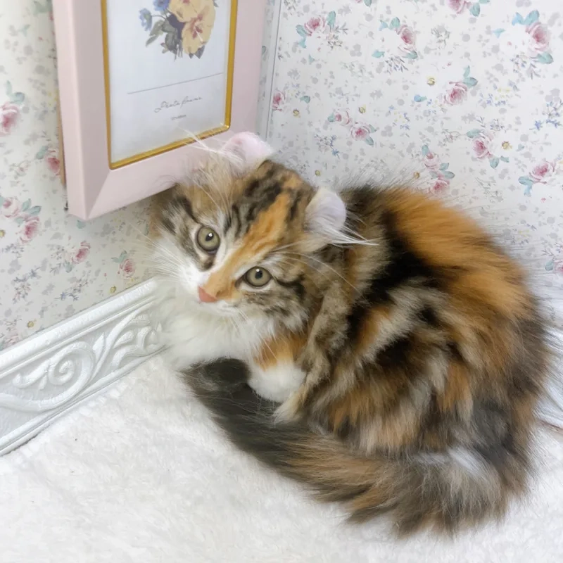 Ngắm bộ lông mềm mại ảnh mèo american curl