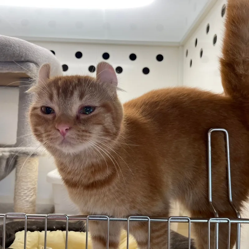 Thú cưng đáng yêu hình mèo american curl