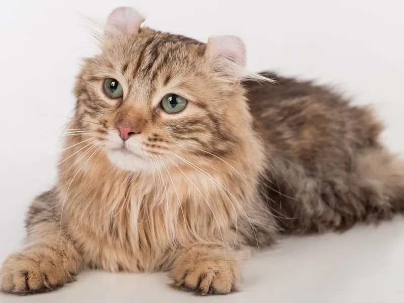 Bộ sưu tập tuyệt đẹp hình ảnh mèo American Curl đẹp