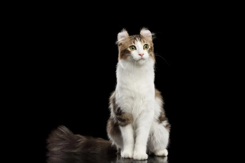 Nhận biết nhanh đặc điểm mèo American Curl