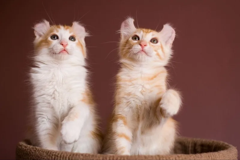 Chăm sóc dễ dàng thú cưng mèo American Curl