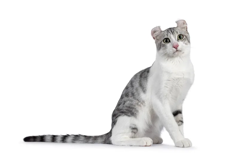 Nuôi dưỡng chất lượng mèo american curl