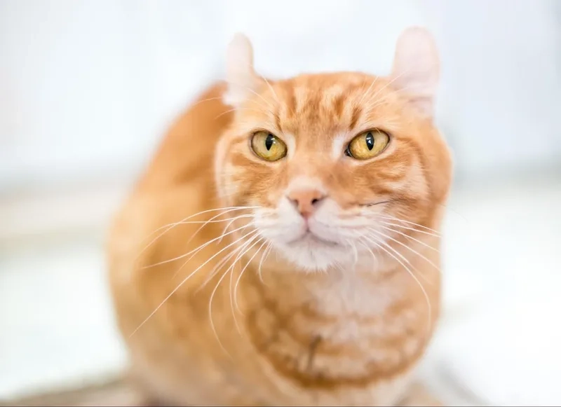 Chọn lọc thuần chủng mèo American Curl thuần chủng