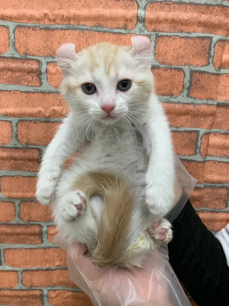 Nguồn gốc của mèo American Curl