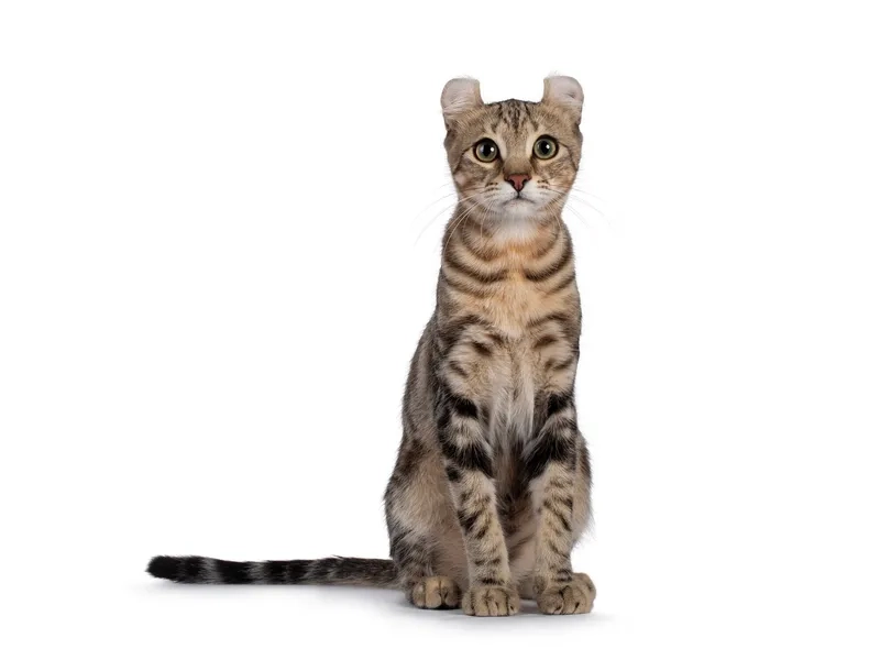 Thông tin quan trọng Mèo American Curl giá bao nhiêu