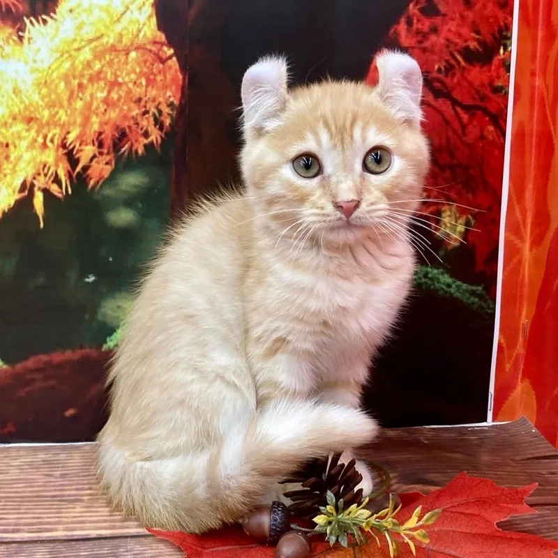 Chọn nơi uy tín Mèo American Curl uy tín