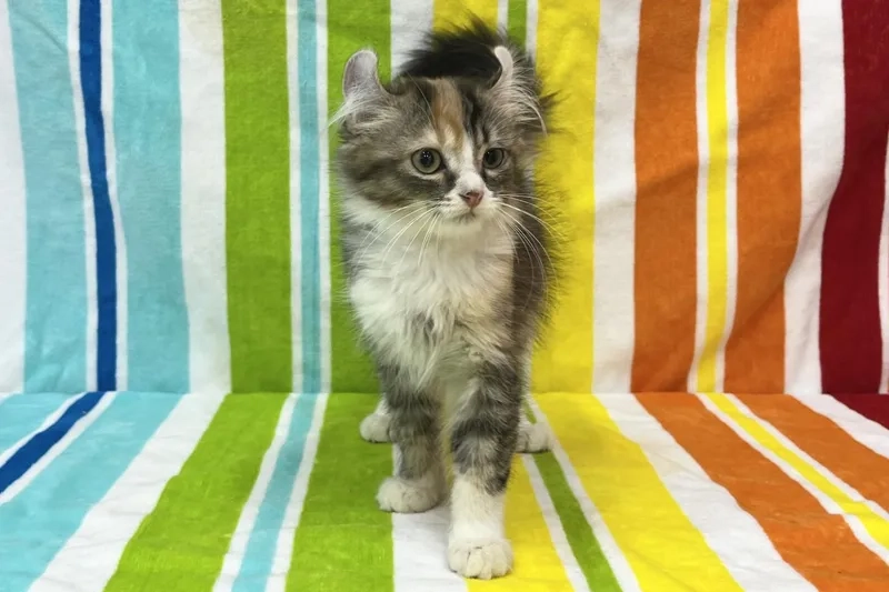 Thú vị với Màu sắc Mèo American Curl