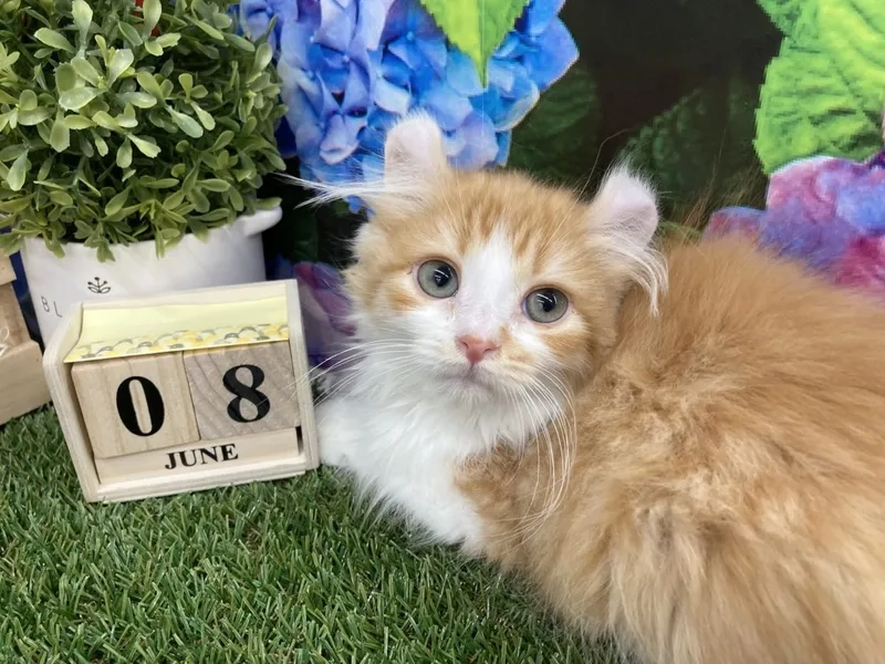 Chia sẻ kinh nghiệm hay kinh nghiệm nuôi mèo American Curl