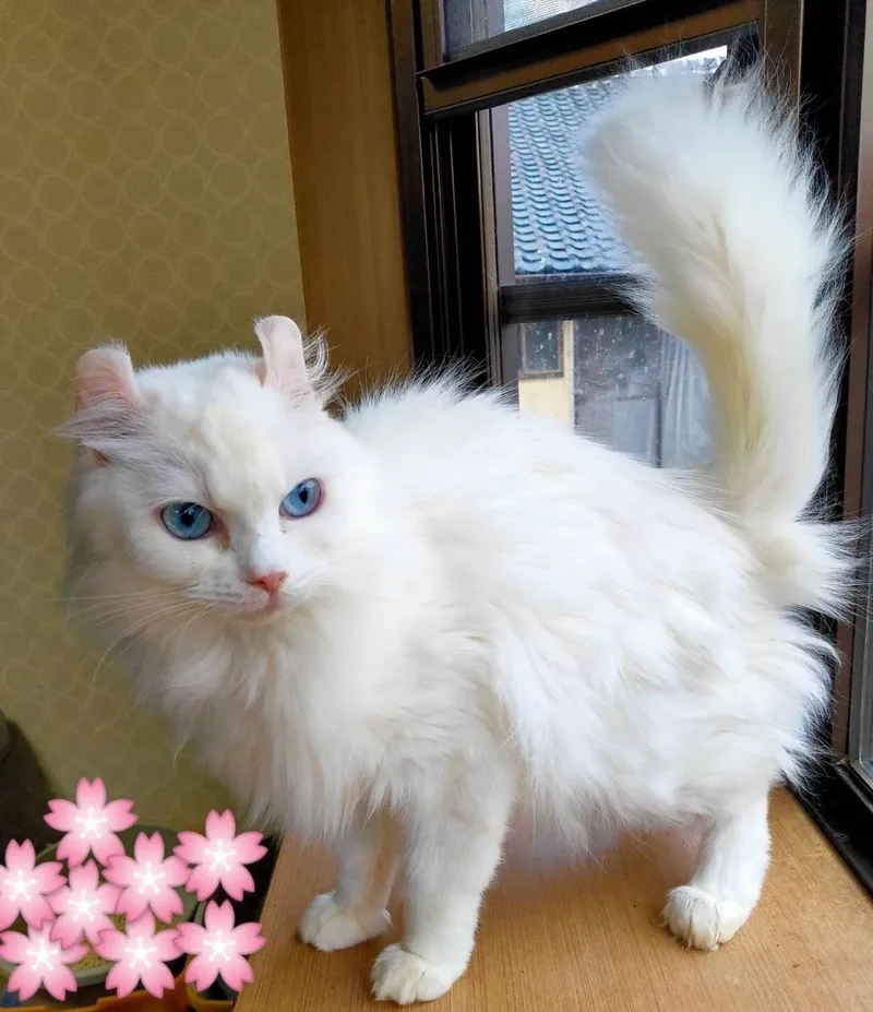 Thông tin thú vị về tuổi thọ mèo American Curl