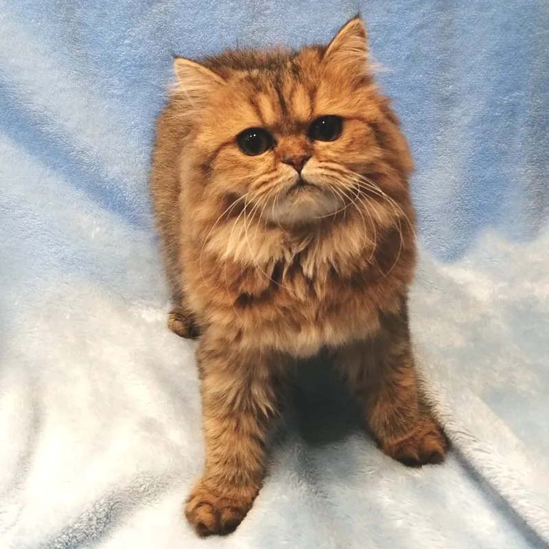 Thú cưng nhỏ xinh mèo Anh lông dài kitten