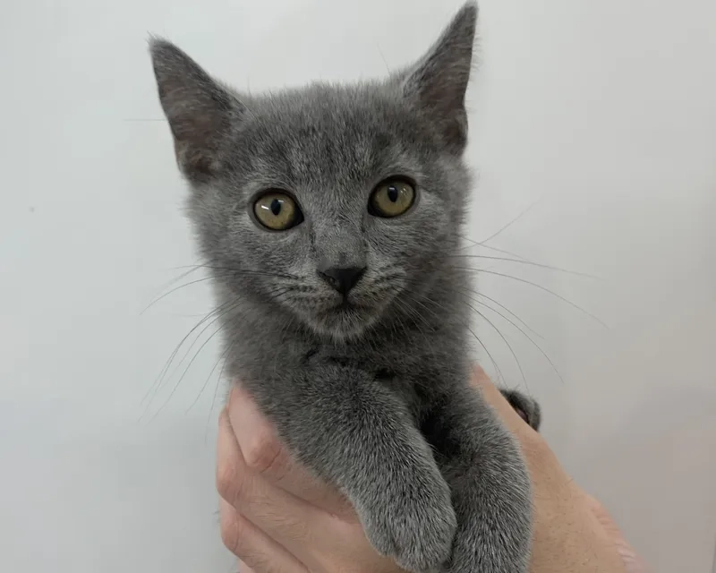 Tham khảo ngay ảnh mèo anh lông ngắn cute siêu đáng yêu