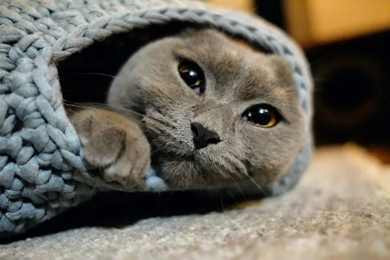 Những bí quyết chăm sóc thú cưng mèo Anh lông ngắn