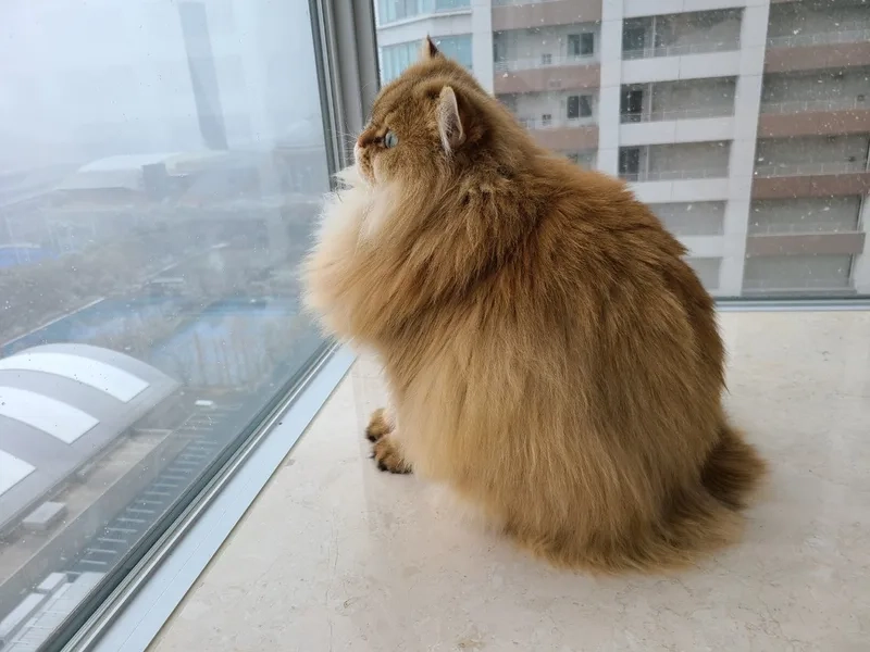 Yêu thương thú cưng mèo Ba Tư mọi lúc mọi nơi