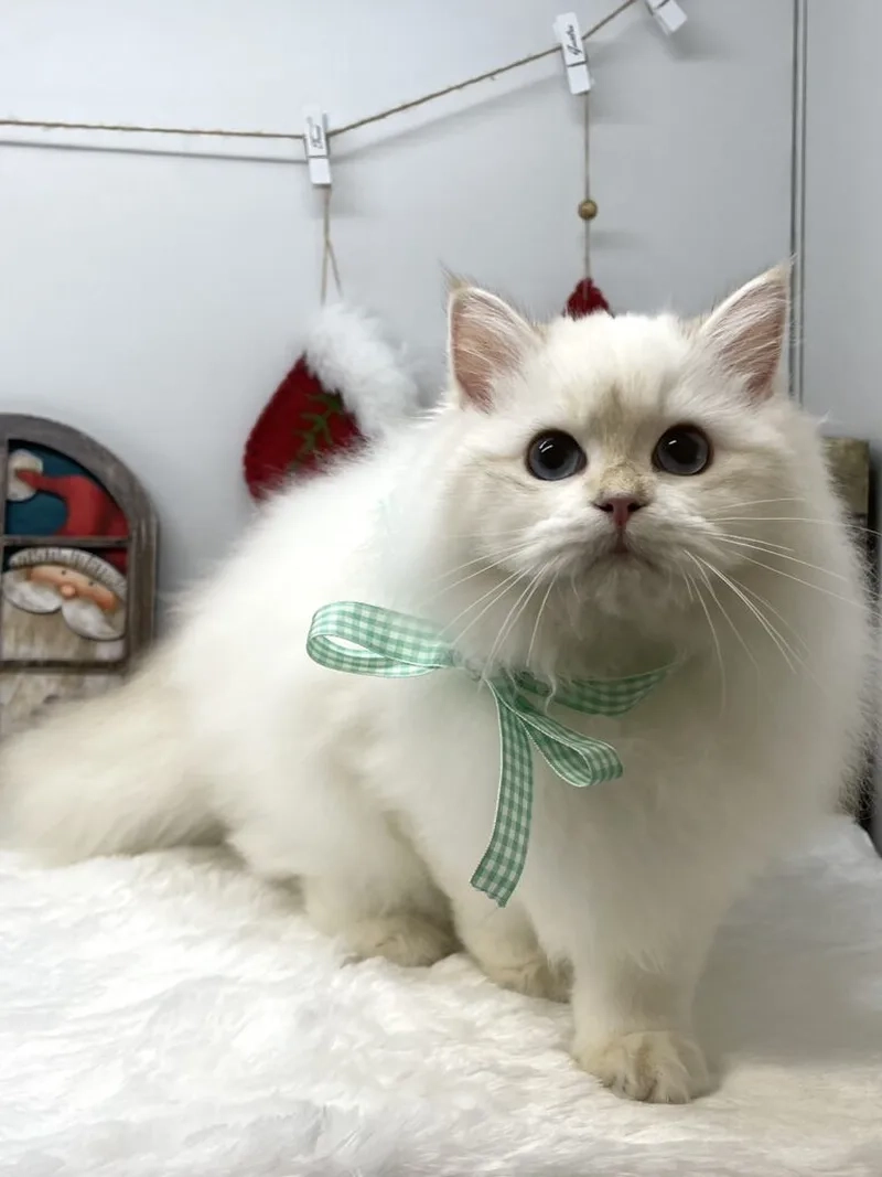 Giải pháp sở hữu mèo Ba Tư giá rẻ uy tín