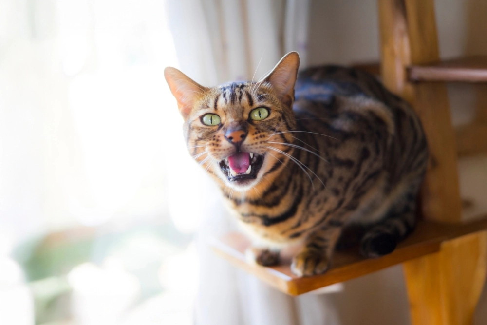 Cận cảnh khuôn mặt sắc sảo của mèo bengal thuần chủng
