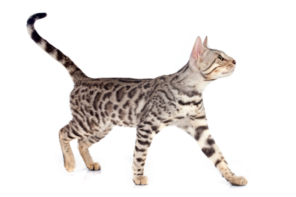 Hình ảnh mèo bengal đẹp đang leo trèo trên cây