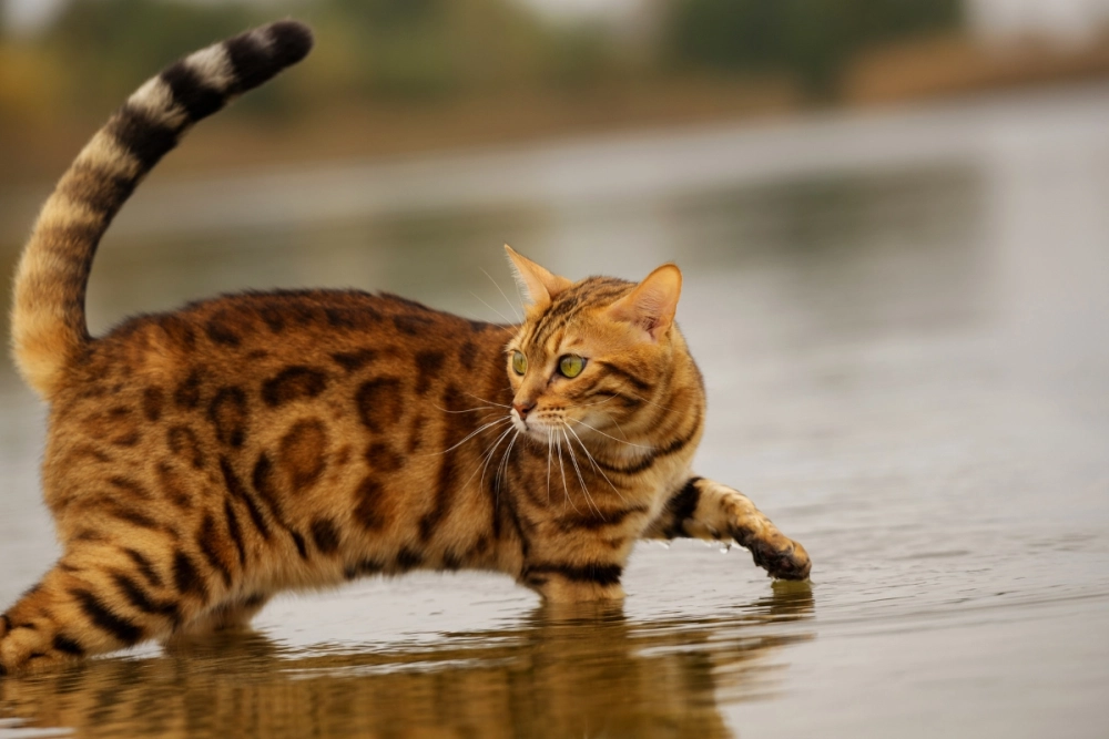 Tiêu chuẩn đánh giá mèo bengal rosettes đốm to rõ nét
