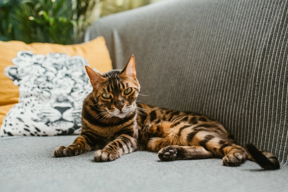 Vẻ đẹp sang trọng của mèo bengal màu silver ánh bạc