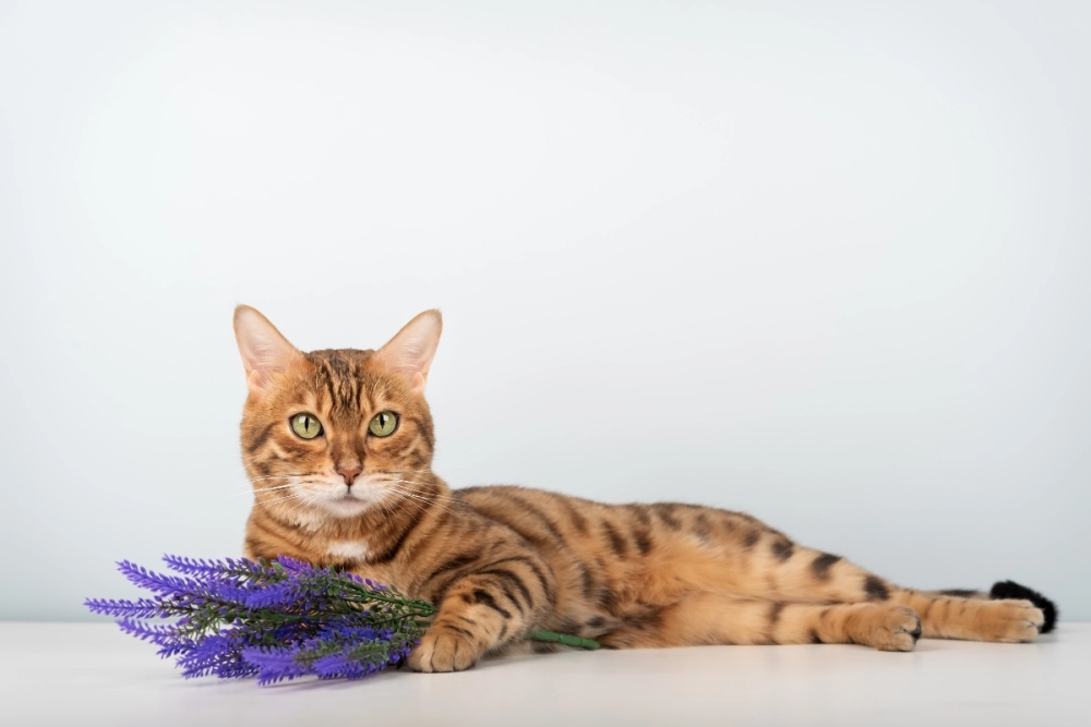 Hình ảnh thực tế tại trại mèo bengal hà nội uy tín