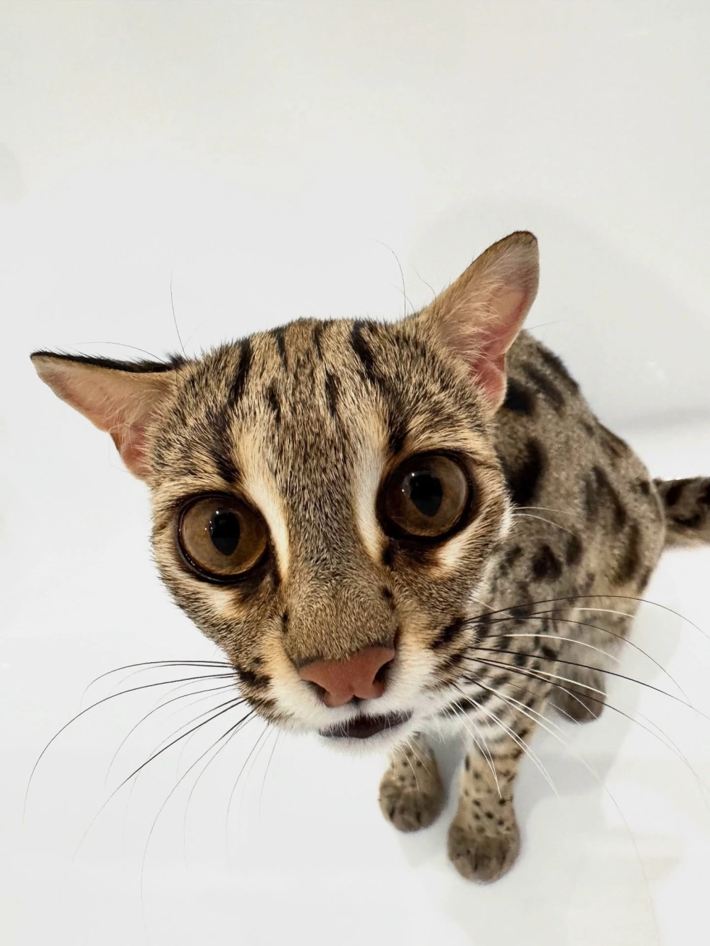 Chú mèo bengal màu tuyết mink cực hiếm gặp