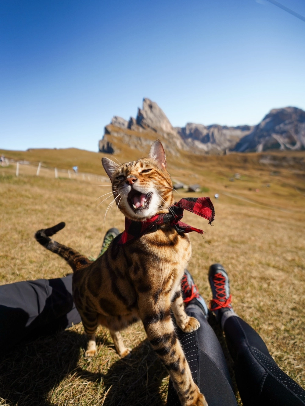 Khoảnh khắc mèo bengal săn mồi đầy bản năng