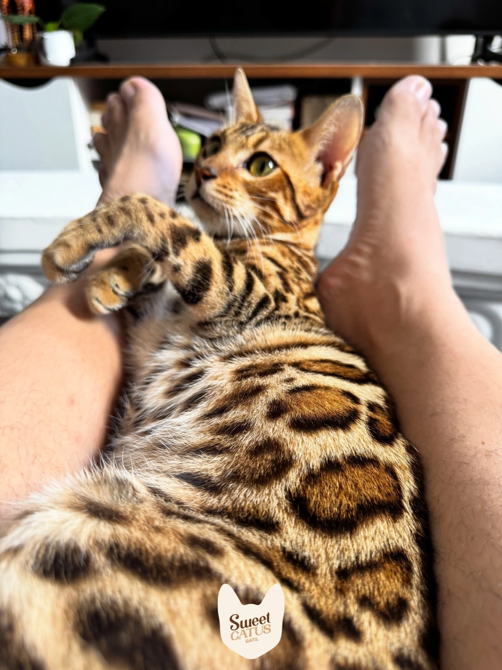 Bộ sưu tập ảnh mèo bengal làm hình nền điện thoại