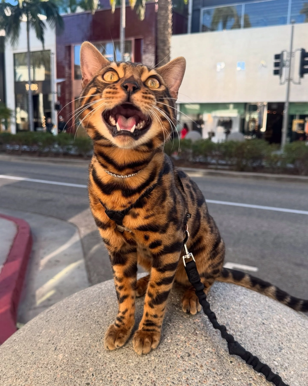 Tổng hợp các đặc điểm mèo bengal chuẩn quốc tế