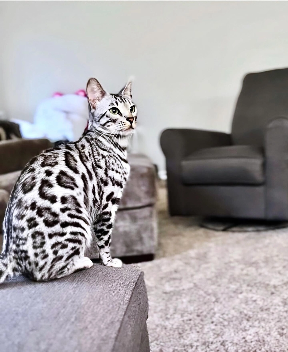Giải đáp thắc mắc mèo bengal có dữ không cho người mới