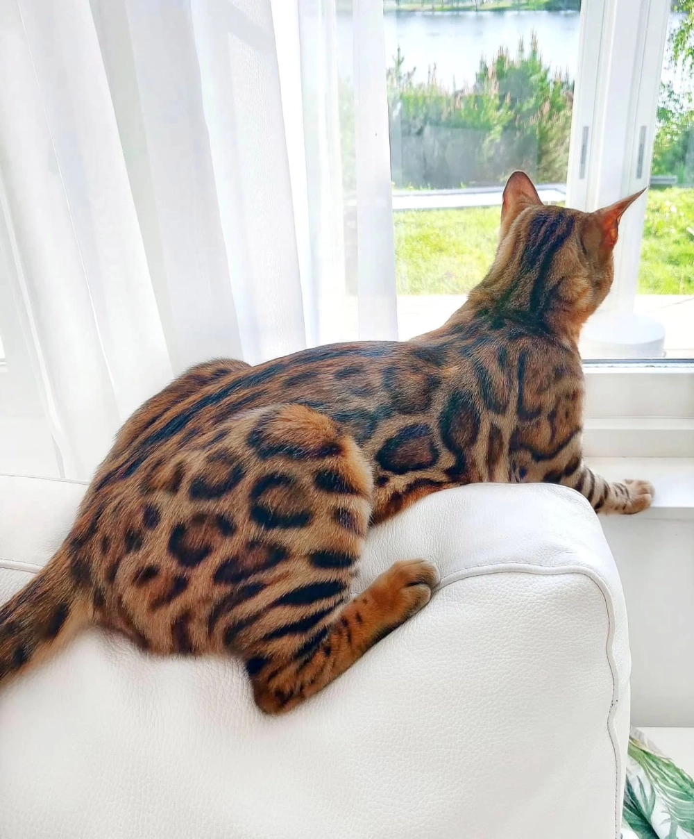 Quy trình phối giống mèo bengal chuyên nghiệp