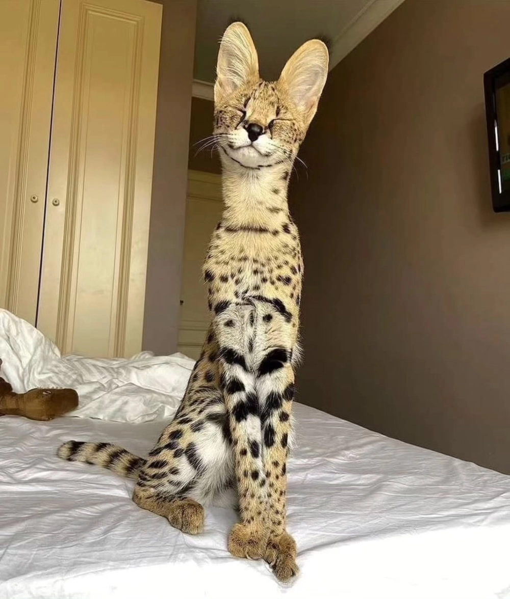 Phân biệt mèo bengal lai mèo ta và mèo thuần chủng