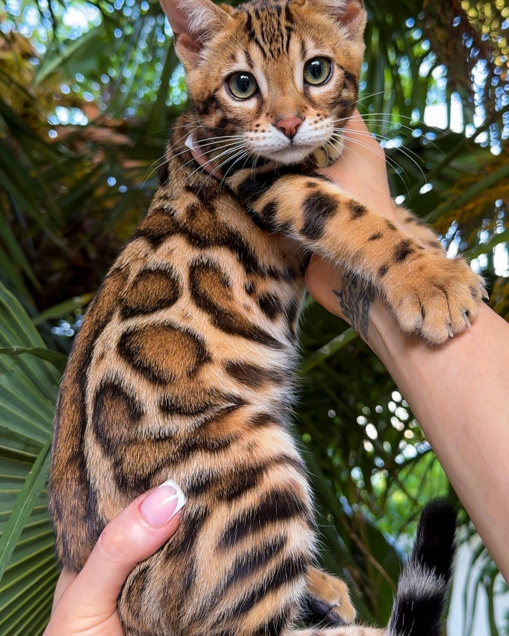 Những chú mèo bengal con tinh nghịch đang chơi đùa