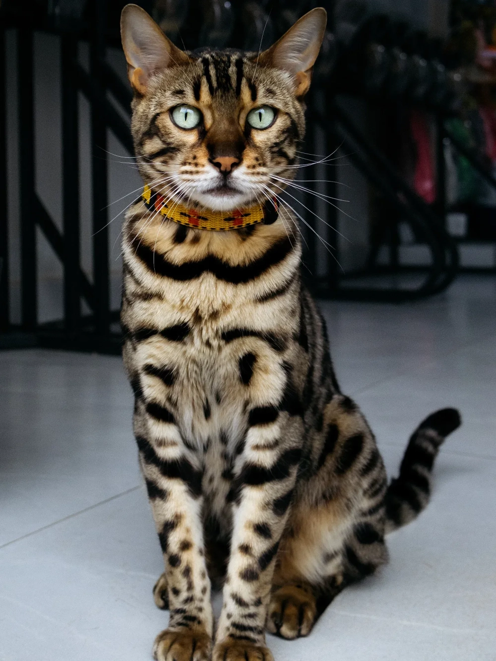 Mèo bengal silver charcoal với độ tương phản cao