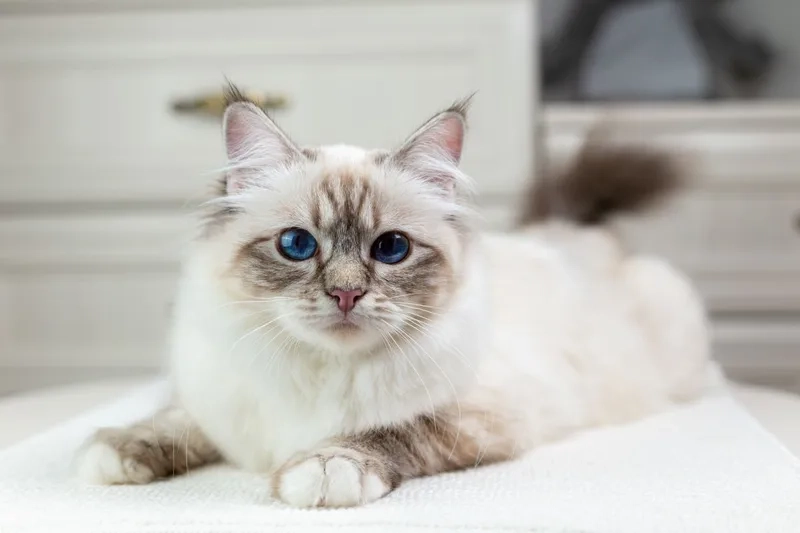 Ngắm vẻ đáng yêu của ảnh Mèo Birman