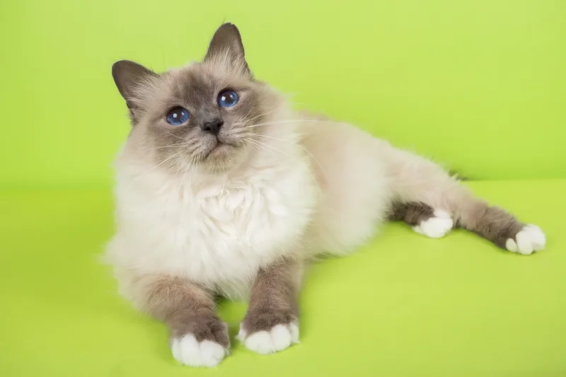 Chiêm ngưỡng Hình ảnh Mèo Birman đầy cuốn hút