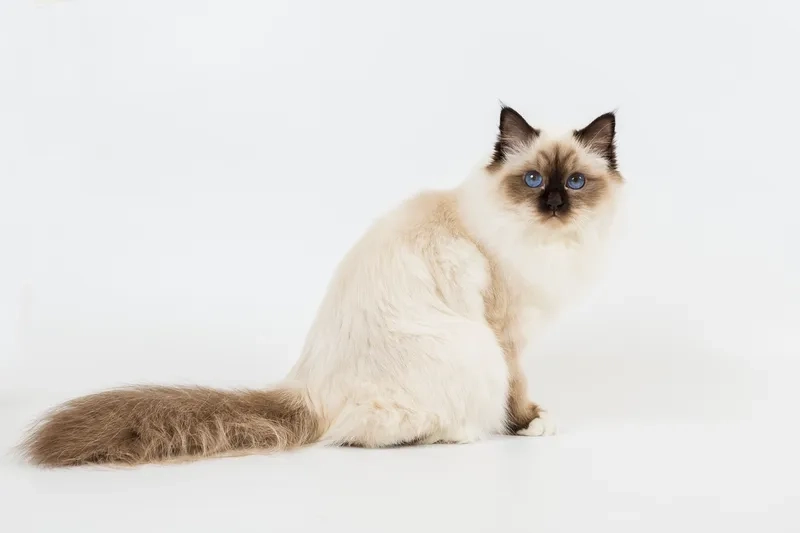 Tìm hiểu Mèo Birman giá bao nhiêu hôm nay