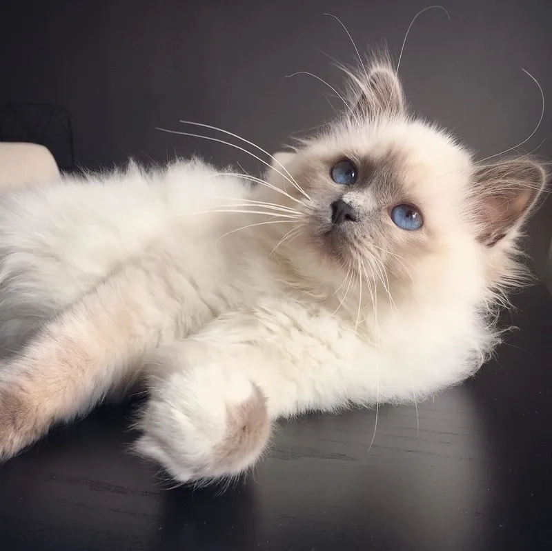 Khám phá hình ảnh mèo Birman đẹp nổi bật