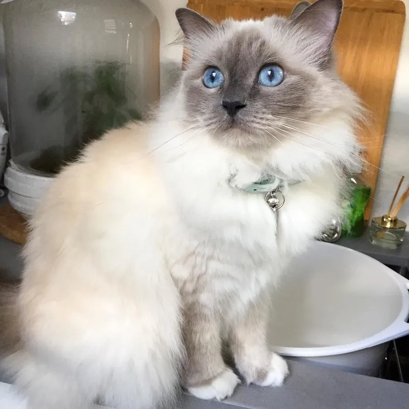 Nhận biết đặc điểm mèo Birman chuẩn xác